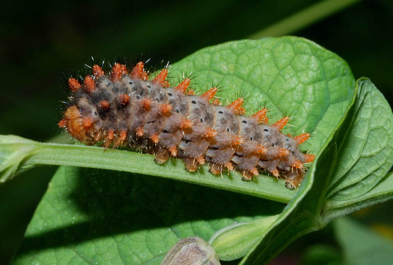 Larva di Zerynthia polyxena?